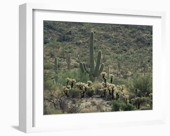 Saguaro National Park, Arizona, with Saguaro Cactus and Silver Cholla-Rolf Nussbaumer-Framed Photographic Print