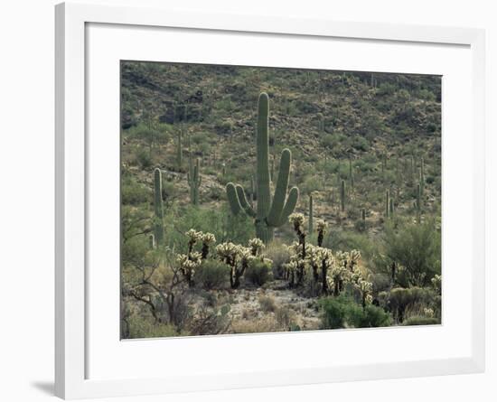 Saguaro National Park, Arizona, with Saguaro Cactus and Silver Cholla-Rolf Nussbaumer-Framed Photographic Print