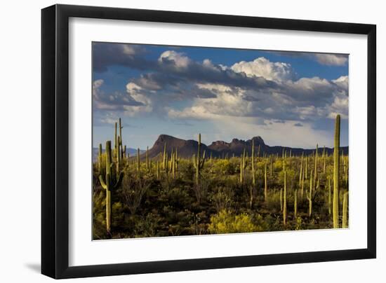 Saguaro National Park, Arizona-Ian Shive-Framed Photographic Print