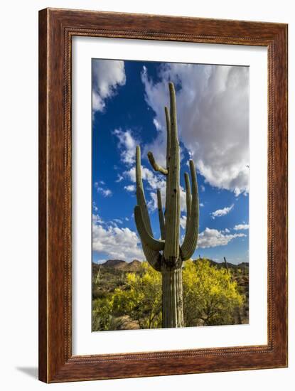 Saguaro National Park, Arizona-Ian Shive-Framed Photographic Print