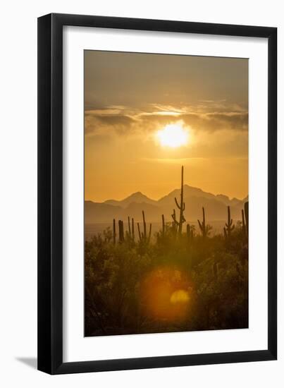 Saguaro National Park, Arizona-Ian Shive-Framed Photographic Print