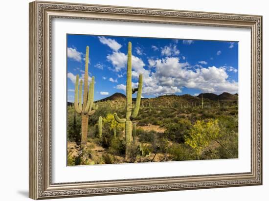 Saguaro National Park, Arizona-Ian Shive-Framed Photographic Print