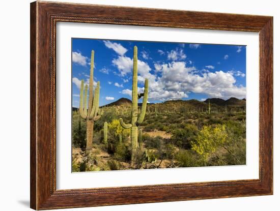 Saguaro National Park, Arizona-Ian Shive-Framed Photographic Print