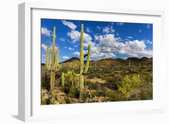 Saguaro National Park, Arizona-Ian Shive-Framed Photographic Print