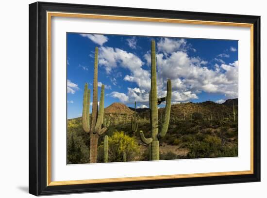 Saguaro National Park, Arizona-Ian Shive-Framed Photographic Print