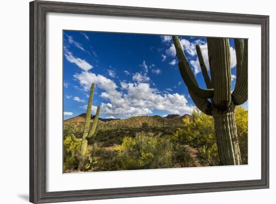 Saguaro National Park, Arizona-Ian Shive-Framed Photographic Print