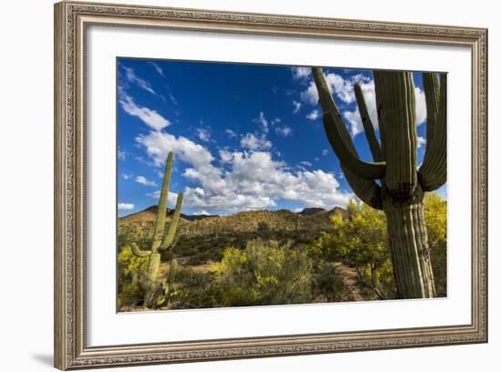 Saguaro National Park, Arizona-Ian Shive-Framed Photographic Print