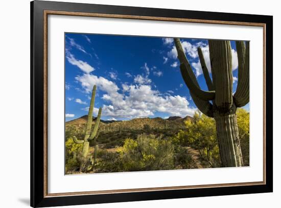 Saguaro National Park, Arizona-Ian Shive-Framed Photographic Print