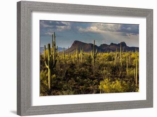 Saguaro National Park, Arizona-Ian Shive-Framed Photographic Print