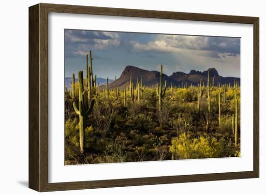 Saguaro National Park, Arizona-Ian Shive-Framed Photographic Print