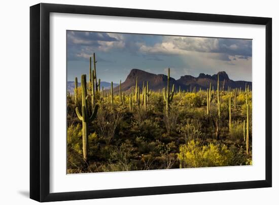 Saguaro National Park, Arizona-Ian Shive-Framed Photographic Print