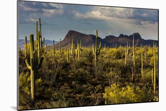 Saguaro National Park, Arizona-Ian Shive-Mounted Photographic Print