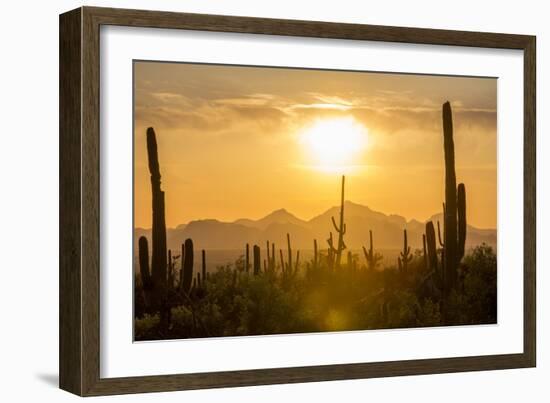 Saguaro National Park, Arizona-Ian Shive-Framed Photographic Print