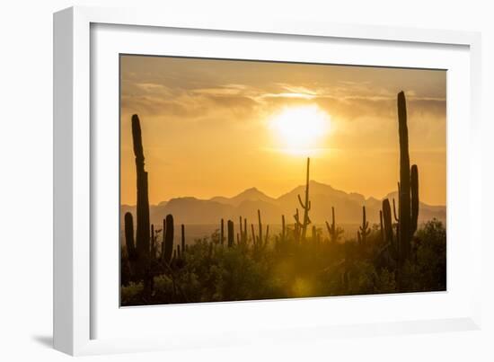 Saguaro National Park, Arizona-Ian Shive-Framed Photographic Print