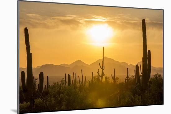 Saguaro National Park, Arizona-Ian Shive-Mounted Photographic Print