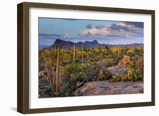 Saguaro National Park, Arizona-Ian Shive-Framed Photographic Print