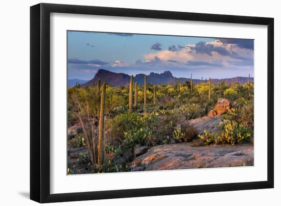 Saguaro National Park, Arizona-Ian Shive-Framed Photographic Print