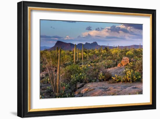 Saguaro National Park, Arizona-Ian Shive-Framed Photographic Print