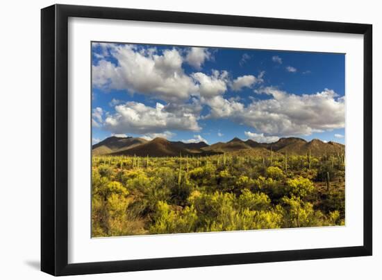 Saguaro National Park, Arizona-Ian Shive-Framed Photographic Print