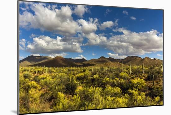 Saguaro National Park, Arizona-Ian Shive-Mounted Photographic Print