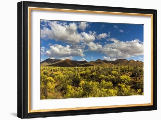 Saguaro National Park, Arizona-Ian Shive-Framed Photographic Print