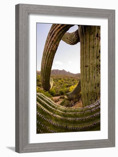 Saguaro National Park, Arizona-Ian Shive-Framed Photographic Print