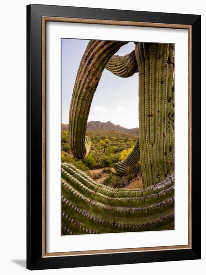 Saguaro National Park, Arizona-Ian Shive-Framed Photographic Print