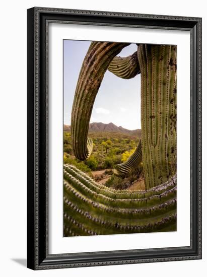 Saguaro National Park, Arizona-Ian Shive-Framed Photographic Print