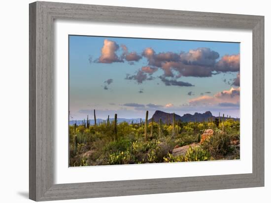 Saguaro National Park, Arizona-Ian Shive-Framed Photographic Print