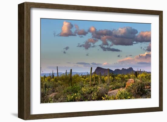 Saguaro National Park, Arizona-Ian Shive-Framed Photographic Print