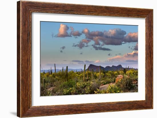 Saguaro National Park, Arizona-Ian Shive-Framed Photographic Print