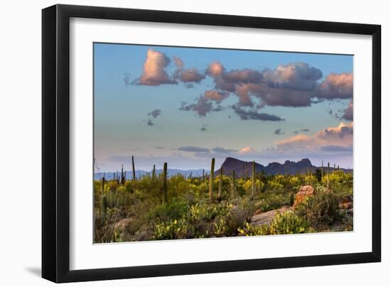 Saguaro National Park, Arizona-Ian Shive-Framed Photographic Print