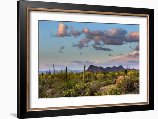 Saguaro National Park, Arizona-Ian Shive-Framed Photographic Print