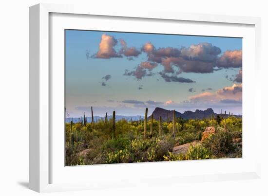 Saguaro National Park, Arizona-Ian Shive-Framed Photographic Print