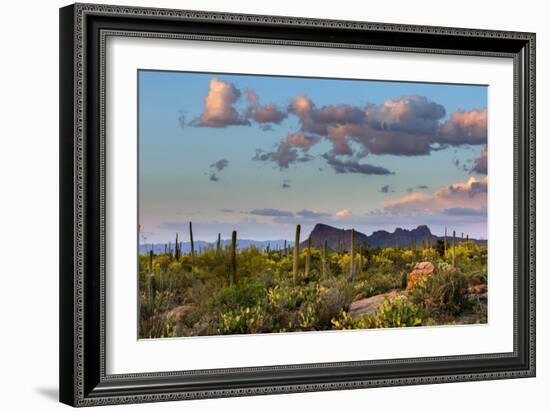 Saguaro National Park, Arizona-Ian Shive-Framed Photographic Print