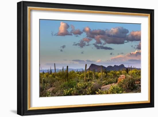 Saguaro National Park, Arizona-Ian Shive-Framed Photographic Print