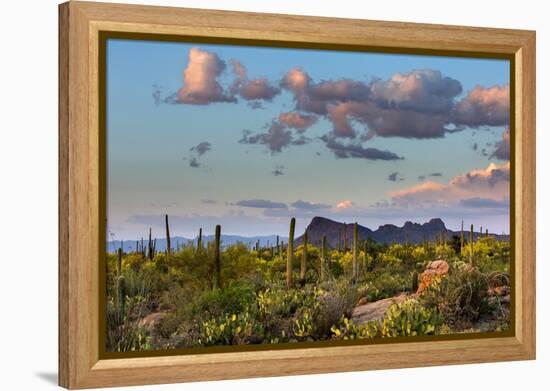 Saguaro National Park, Arizona-Ian Shive-Framed Premier Image Canvas