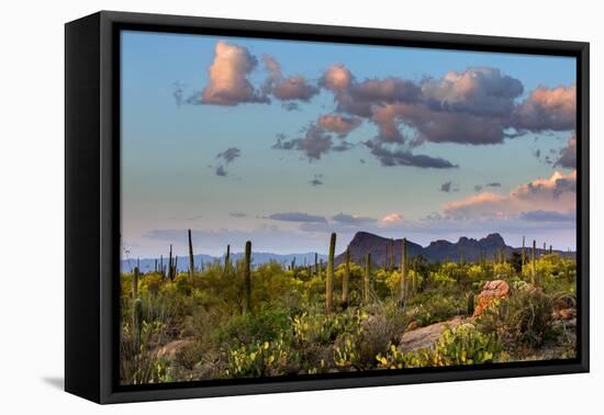 Saguaro National Park, Arizona-Ian Shive-Framed Premier Image Canvas