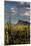 Saguaro National Park, Arizona-Ian Shive-Mounted Photographic Print