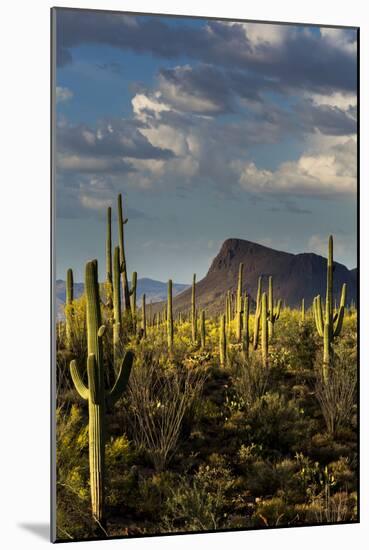 Saguaro National Park, Arizona-Ian Shive-Mounted Photographic Print