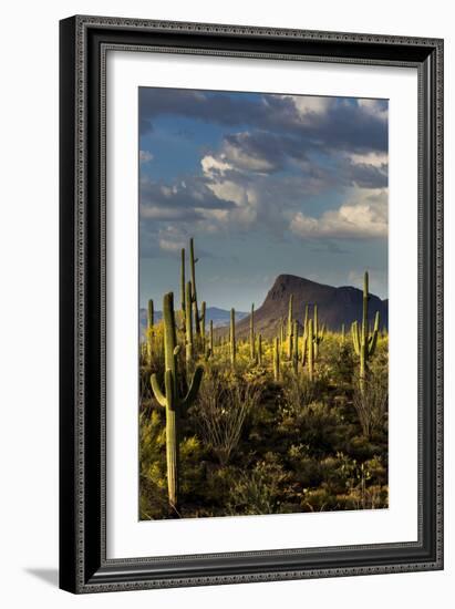 Saguaro National Park, Arizona-Ian Shive-Framed Photographic Print