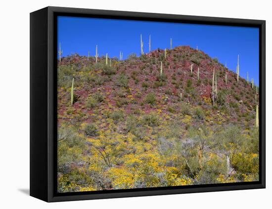 Saguaro National Park, Brittlebush Blooms Beneath Saguaro Cacti in Red Hills Area-John Barger-Framed Premier Image Canvas