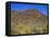 Saguaro National Park, Brittlebush Blooms Beneath Saguaro Cacti in Red Hills Area-John Barger-Framed Premier Image Canvas