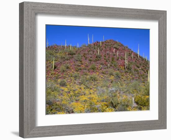 Saguaro National Park, Brittlebush Blooms Beneath Saguaro Cacti in Red Hills Area-John Barger-Framed Photographic Print