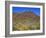 Saguaro National Park, Brittlebush Blooms Beneath Saguaro Cacti in Red Hills Area-John Barger-Framed Photographic Print