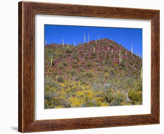 Saguaro National Park, Brittlebush Blooms Beneath Saguaro Cacti in Red Hills Area-John Barger-Framed Photographic Print