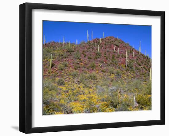 Saguaro National Park, Brittlebush Blooms Beneath Saguaro Cacti in Red Hills Area-John Barger-Framed Photographic Print