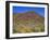 Saguaro National Park, Brittlebush Blooms Beneath Saguaro Cacti in Red Hills Area-John Barger-Framed Photographic Print