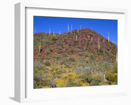 Saguaro National Park, Brittlebush Blooms Beneath Saguaro Cacti in Red Hills Area-John Barger-Framed Photographic Print