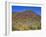 Saguaro National Park, Brittlebush Blooms Beneath Saguaro Cacti in Red Hills Area-John Barger-Framed Photographic Print